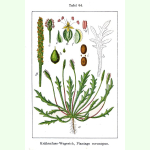 Plantago coronopsis Minutina - Hirschhorn-Wegerich (Bio-Saatgut)