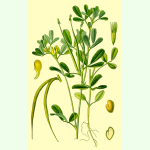 Trigonella foenum-graecum - Bockshornklee (Bio-Saatgut)