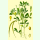 Trigonella foenum-graecum - Bockshornklee (Bio-Saatgut)
