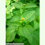 Galinsoga parviflora - Kleinblütiges Knopfkraut (Saatgut)