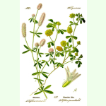 Trifolium campestre - Feldklee (Saatgut)