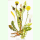 Crepis biennis Wildform - Wiesenpippau (Saatgut)