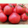 Tomate Berner Rose - Fleischtomate (Bio-Saatgut)