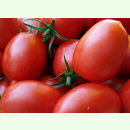 Tomate Amish Pasta - Fleischtomate (Bio-Saatgut)