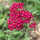 Achillea millefolium Kirschkönigin - Purpurrote...