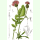 Centaurea scabiosa - Scabiosen-Flockenblume (Bio-Saatgut)