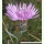 Centaurea stoebe - Rispen-Flockenblume (Bio-Saatgut)