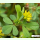 Trifolium dubium - Fadenklee (Saatgut)