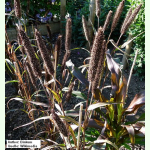 Sorghum nigrum - Schwarze Hirse (Saatgut)