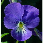 Viola cornuta Blaue Schönheit - Hornveilchen (Saatgut)