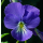Viola cornuta Blaue Schönheit - Hornveilchen (Saatgut)