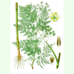 Chaerophyllum bulbosum - Kerbelrübe (Bio-Saatgut)