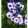 Gilia tricolor - Vogeläuglein (Bio-Saatgut)