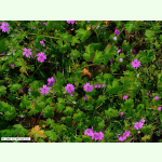 Geranium molle - Weicher Storchschnabel (Saatgut)