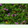 Geranium molle - Weicher Storchschnabel (Saatgut)