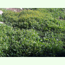Calendula arvensis - Wilde Ringelblume (Bio-Saatgut)