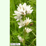 Campanula glomerata var. alba - Weiße Knäuel-Glockenblume (Saatgut)