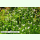 Stellaria holostea - Große Sternmiere (Bio-Saatgut)