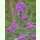 Lunaria annua - Silberblatt (Saatgut)