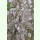 Lunaria annua - Silberblatt (Saatgut)