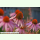 Echinacea pallida - Blasser Sonnenhut (Bio-Saatgut)