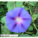 Ipomoea purpurea 'Star of Yelta' - Prunkwinde (Bio-Saatgut)
