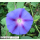 Ipomoea purpurea Star of Yelta - Prunkwinde (Bio-Saatgut)