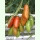 Tomate San Marzano - Marktomate (Bio-Saatgut)