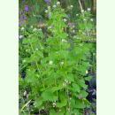 Alliaria petiolata - Knoblauchsrauke (Bio-Saatgut)
