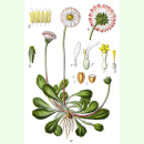 Bellis perennis - Gänseblümchen (Bio-Saatgut)