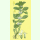 Marrubium vulgare - Weißer Andorn (Bio-Saatgut)