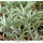Salvia apiana - Weißer Salbei (Saatgut)