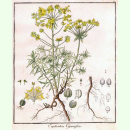 Euphorbia cyparissias - Zypressen-Wolfsmilch (Saatgut)