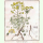 Euphorbia cyparissias - Zypressen-Wolfsmilch (Saatgut)