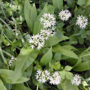 Allium ursinum - Bärlauch (Bio-Saatgut)