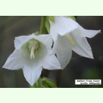 Campanula alliariifolia - Raukenblättrige Glockenblume (Saatgut)