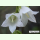 Campanula alliariifolia - Raukenblättrige Glockenblume (Saatgut)