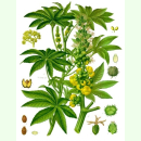 Ricinus communis - Wunderbaum (Saatgut)