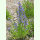 Echium vulgare - Gemeiner Natternkopf (Bio-Saatgut)
