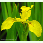 Iris pseudacorus - Sumpf-Schwertlilie (Bio-Saatgut)