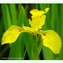 Iris pseudacorus - Sumpf-Schwertlilie (Bio-Saatgut)