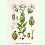 Silene latifolia ssp. alba - Weiße Lichtnelke (Bio-Saatgut)