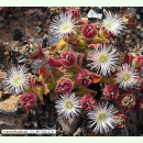 Mesembryanthemum crystallinum - Eiskraut (Saatgut)
