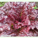 Salat Outrageous - Romanasalat (Bio-Saatgut)