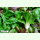 Salat Grumolo verde - Rosetten-Zichorie (Bio-Saatgut)
