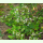 Origanum vulgare ssp. hirtum - Griechischer Oregano (Bio-Saatgut)