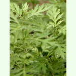 Artemisia argyi - Chinesischer Beifuß (Bio-Saatgut)
