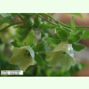 Codonopsis pilosula - Glockenwinde (Bio-Saatgut)