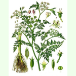 Oenanthe silaifolia - Erdkastanie (Saatgut)
