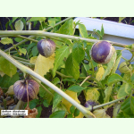 Physalis philadelphica Purple de Milpa - Tomatillo (Bio-Saatgut)